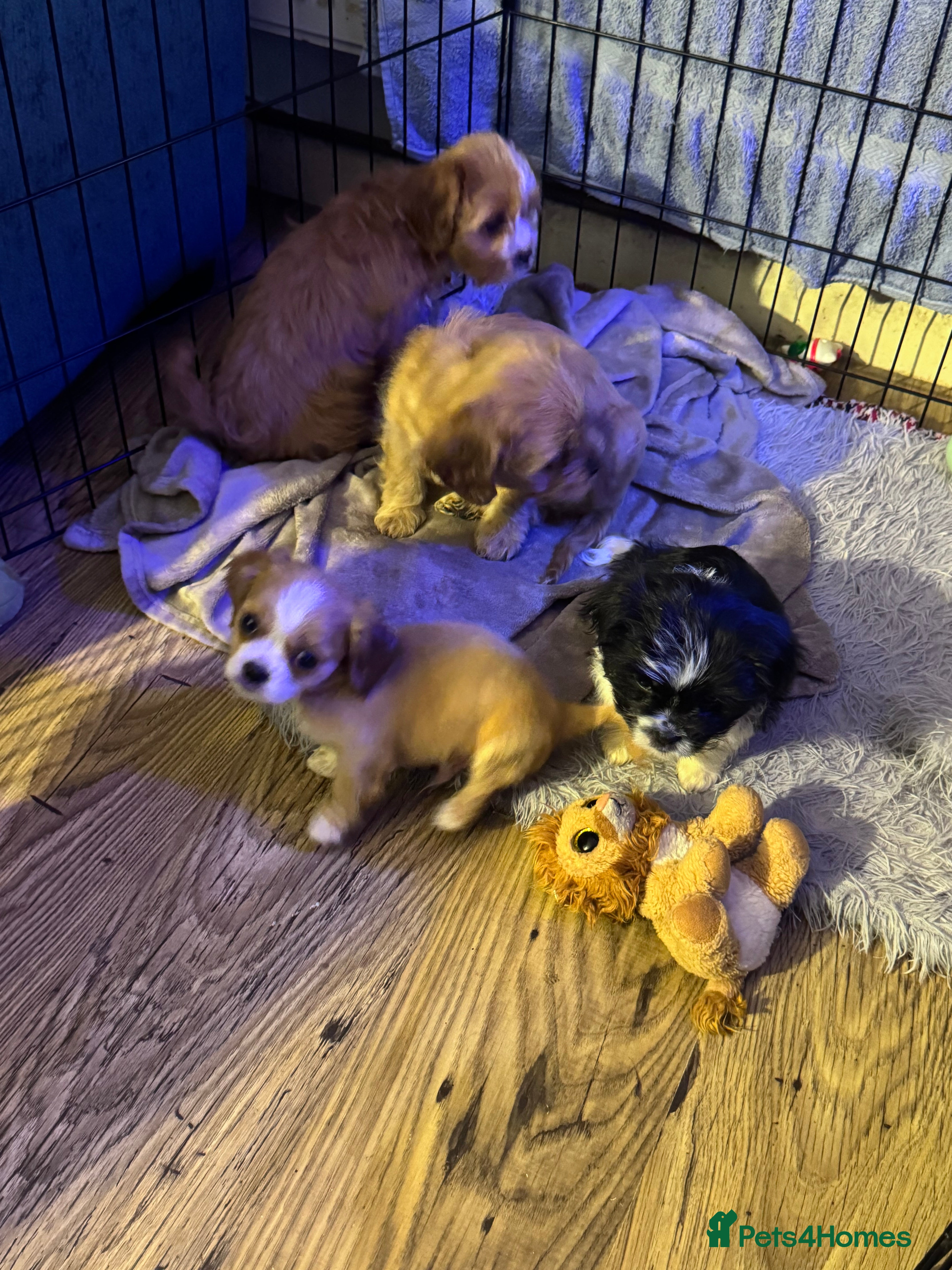 Mixed Breed dogs King Charles cavalier cross Maltese shihtzu  - Advert 1