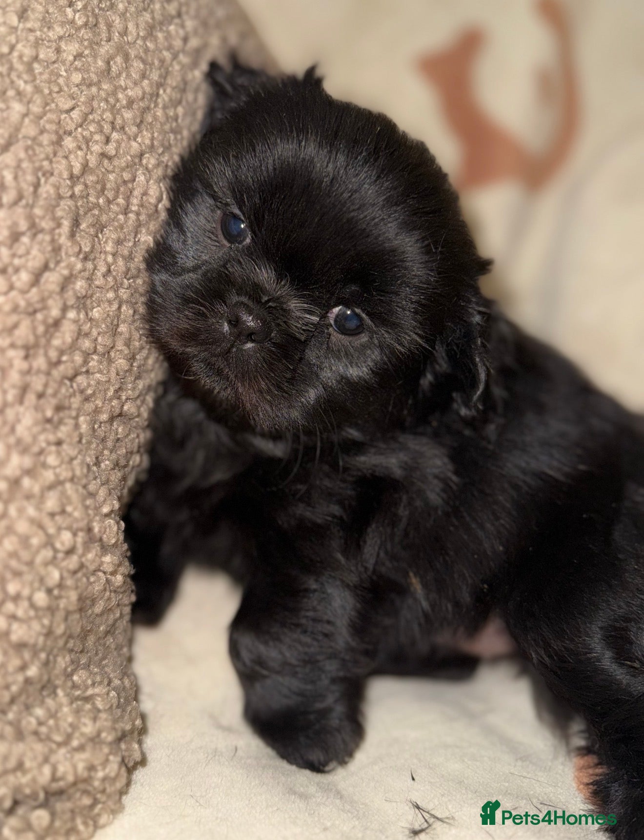 Shih Tzu dogs ❤️Stunning Black Shih Tzu Puppies💚 - Advert 7