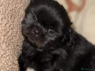 Shih Tzu dogs ❤️Stunning Black Shih Tzu Puppies💚 - Advert 7