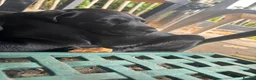 Labrador Retriever dogs for sale: Black Labrador pups, KC, dna tests, great scores - Advert 4