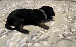 Mixed Breed dogs for sale: Sprollies - Image 15