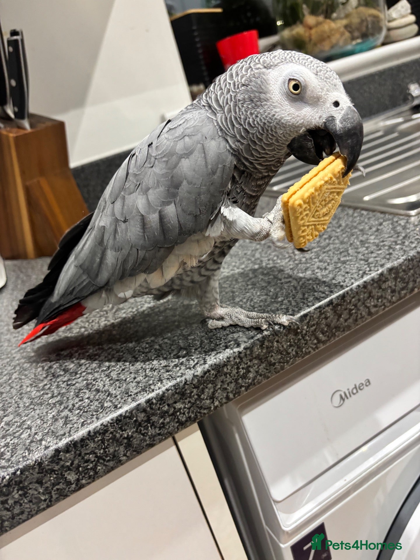 Parrots birds 10-year-old chatty boy - Advert 2