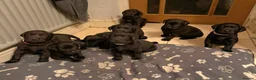 Labrador Retriever dogs for sale: 8 beautiful chunky black KC registered puppies - Advert 1