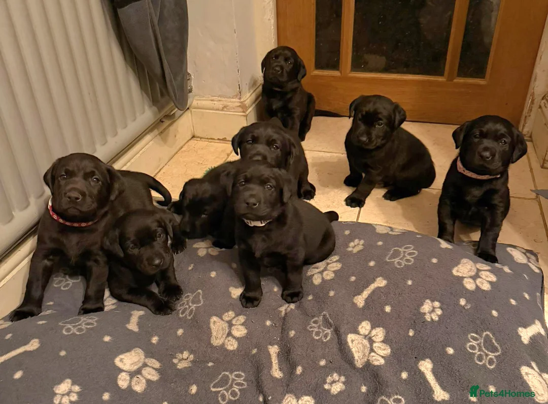 Labrador Retriever dogs for sale: 8 beautiful chunky black KC registered puppies - Advert 1