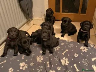 Labrador Retriever dogs 8 beautiful chunky black KC registered puppies - Advert 1