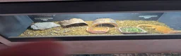 Bearded Dragon reptiles for sale: Bearded dragon and full set up. in Glossop - Advert 2