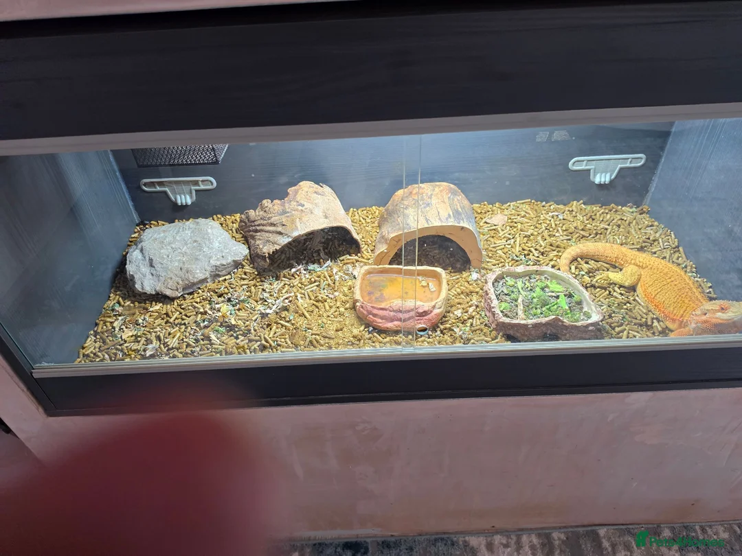 Bearded Dragon reptiles for sale: Bearded dragon and full set up. in Glossop - Advert 2