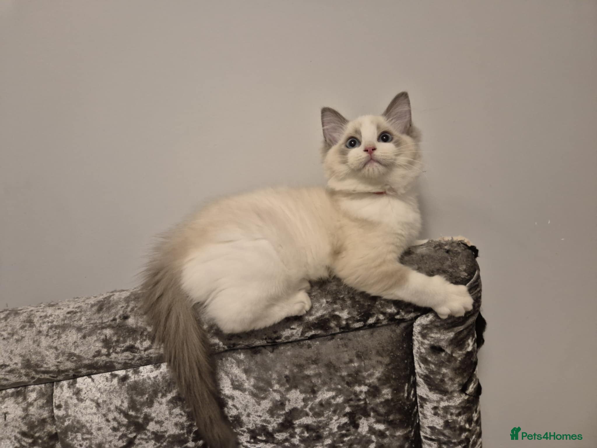 Ragdoll cats 1 Male Tica Registered Available. Ready On Friday - Advert 17