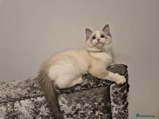 Ragdoll cats 1 Male Tica Registered Available. Ready On Friday - Advert 7