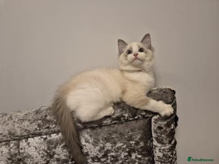 Ragdoll cats 1 Male Tica Registered Available. Ready Now - Advert 7