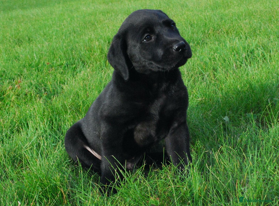 Labrador Retriever dogs for sale: 4 Health checked  Labrador pups  - Image 8