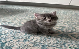 Mixed Breed cats for sale: Male grey playful affectionate kitten.  - Image 1