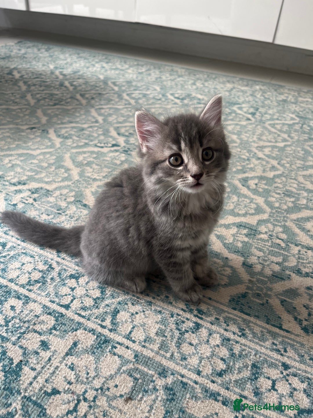 Mixed Breed cats for sale: Male grey playful affectionate kitten.  - Image 1