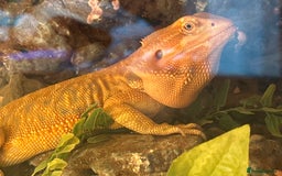 Bearded Dragon reptiles for sale: One year-old female bearded dragon - Image 9