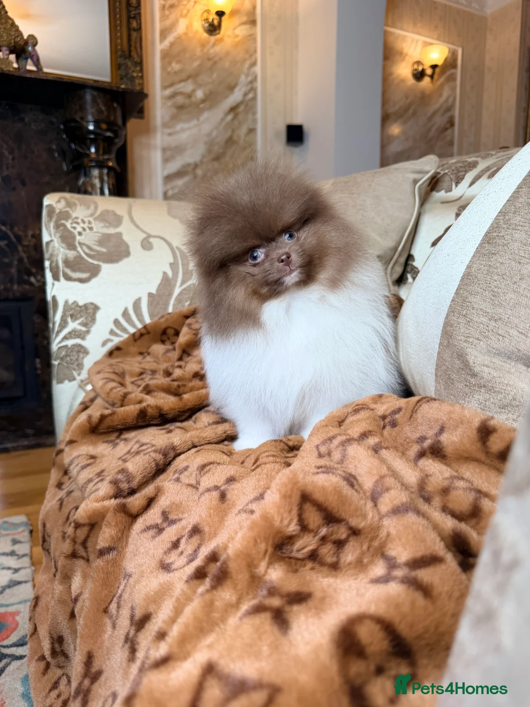 Pomeranian dogs for sale: Exclusive Lilac Party color Pomeranian Boy - Advert 2