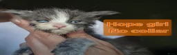 Maine Coon cats for sale: Excellent pedigree kittens - Advert 8