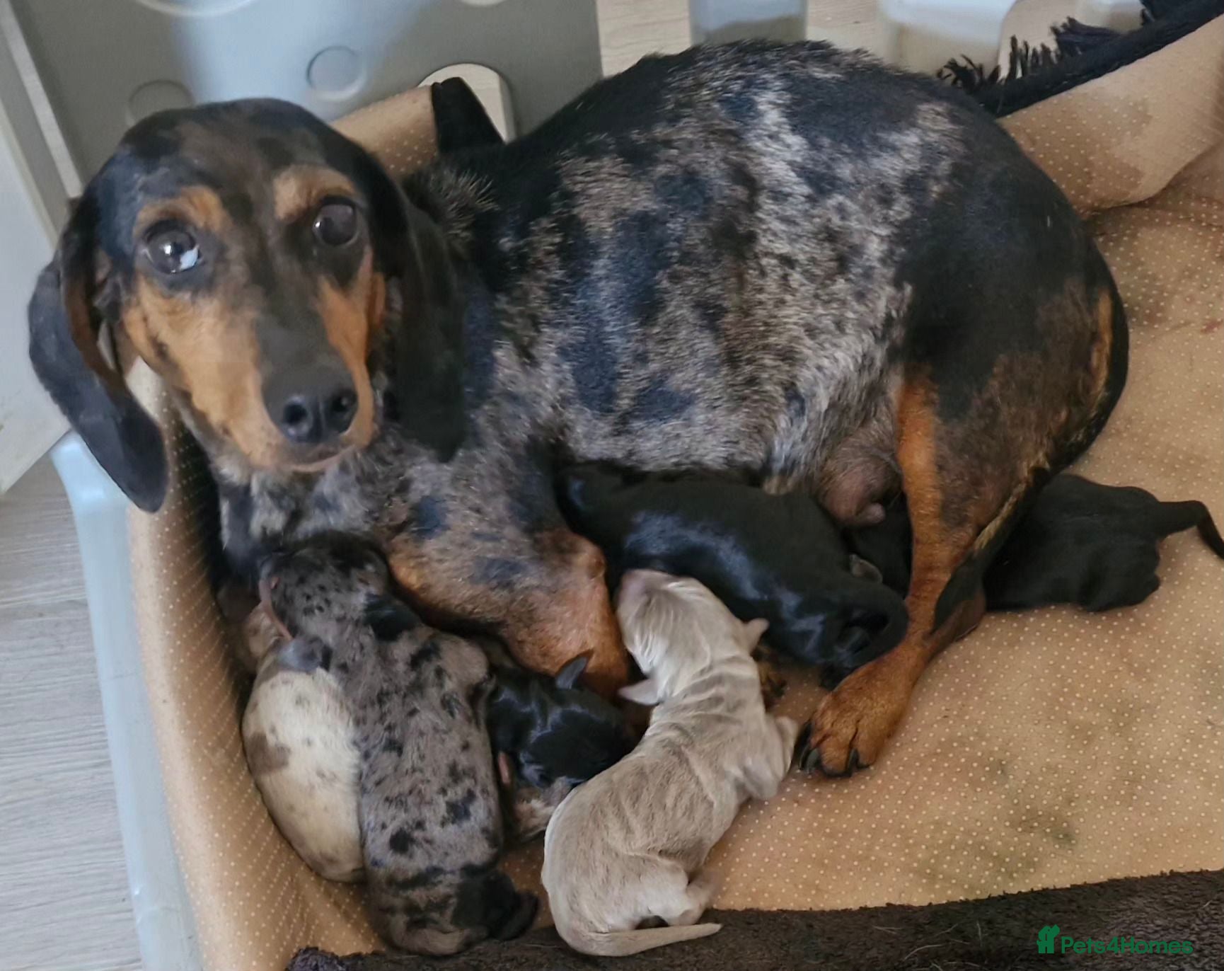 Dachshund dogs Beautiful Dachshund Puppies  - Advert 1