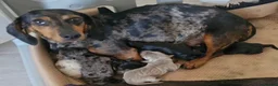 Dachshund dogs for sale: Beautiful Dachshund Puppies  - Advert 1