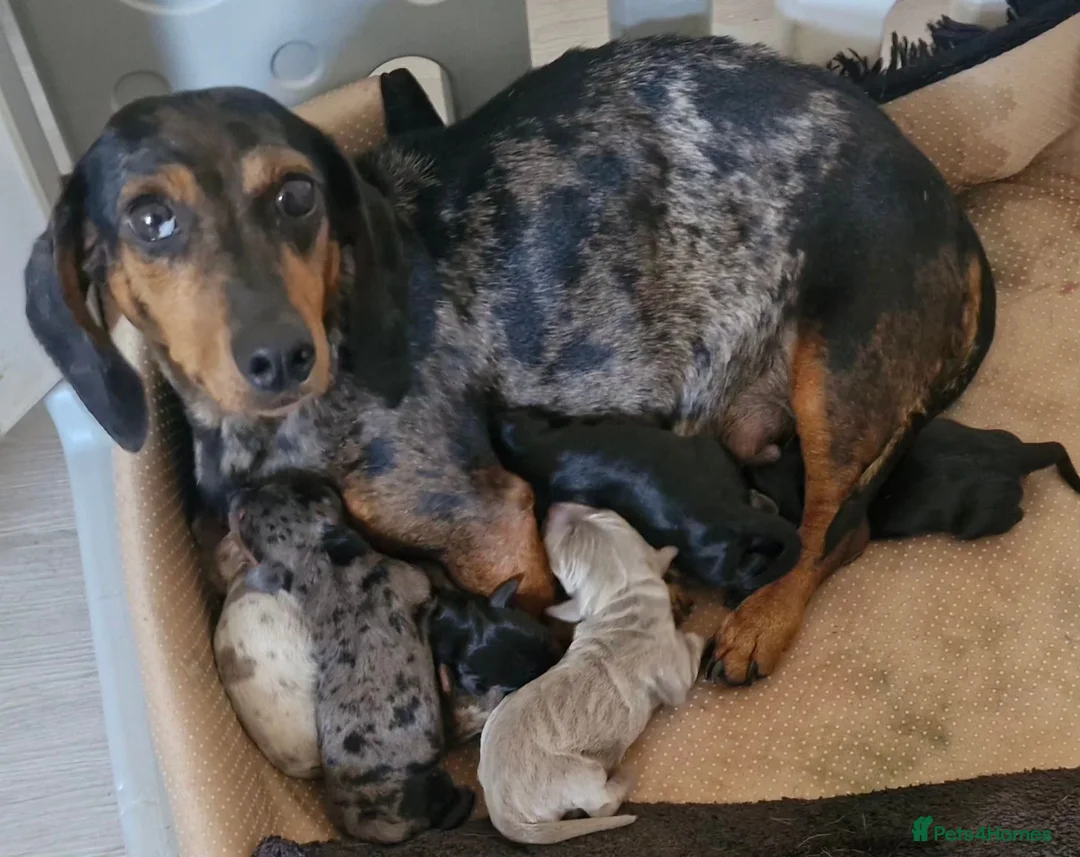 Dachshund dogs for sale: Beautiful Dachshund Puppies  - Advert 1