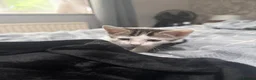 British Shorthair cats for sale: Female kitten white and tabby - Advert 3