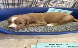 Cocker Spaniel dogs for sale: Two cocker spaniel litters - Image 24
