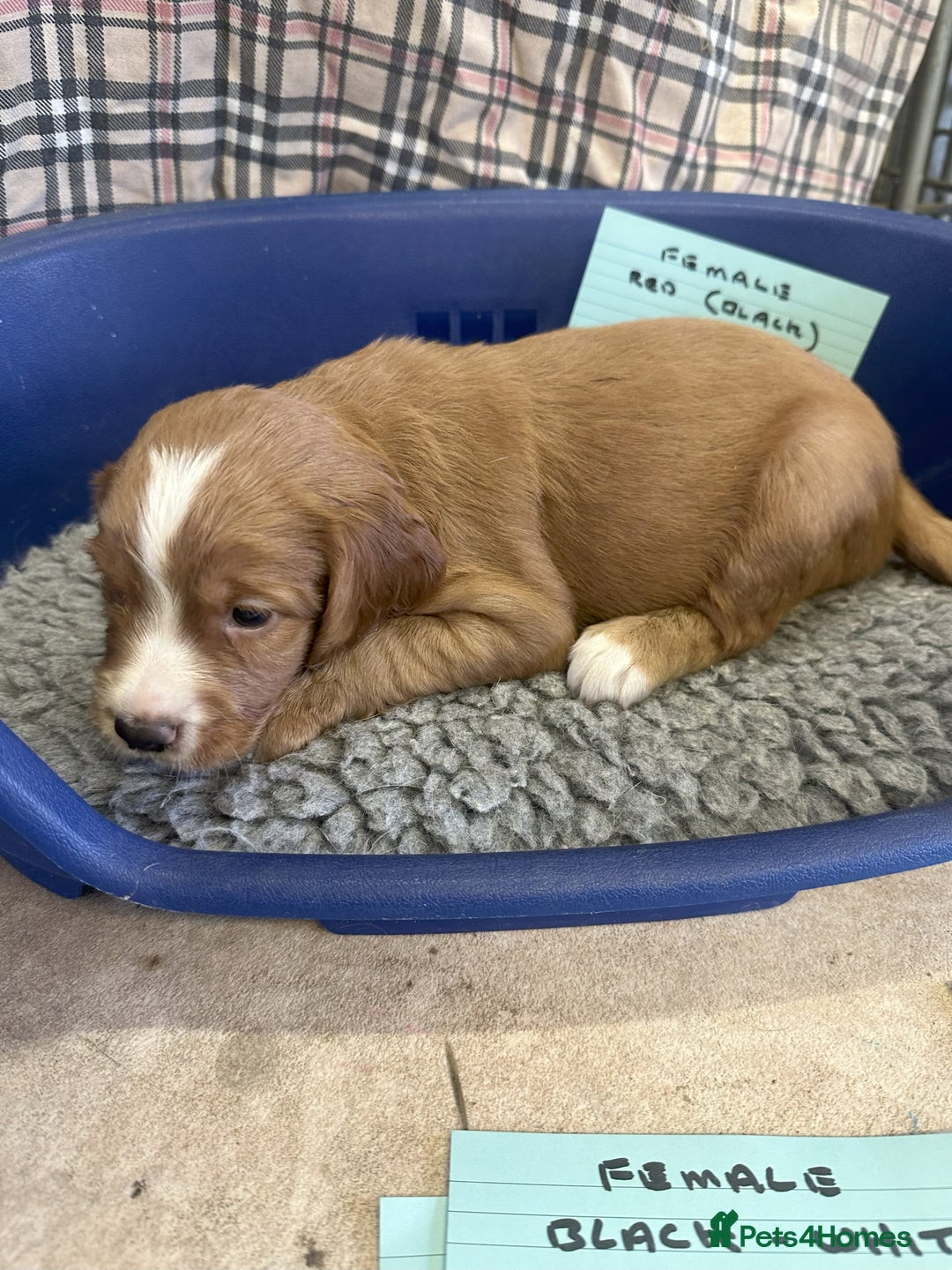 Cocker Spaniel dogs for sale: Two cocker spaniel litters - Image 24