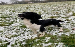 English Springer Spaniel dogs for sale: Heavily Marked Litter, KC, Health Checked Parents. - Image 7