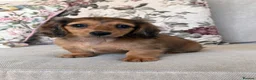 Miniature Dachshund dogs for sale: Beautiful miniature long hair dachshund  - Advert 2
