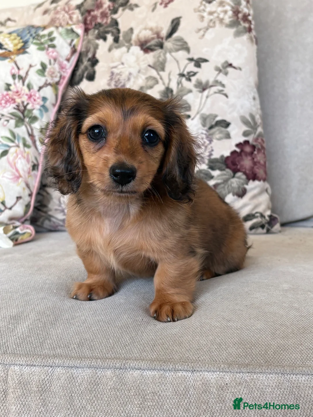 Miniature Dachshund dogs for sale: Beautiful miniature long hair dachshund  - Advert 2
