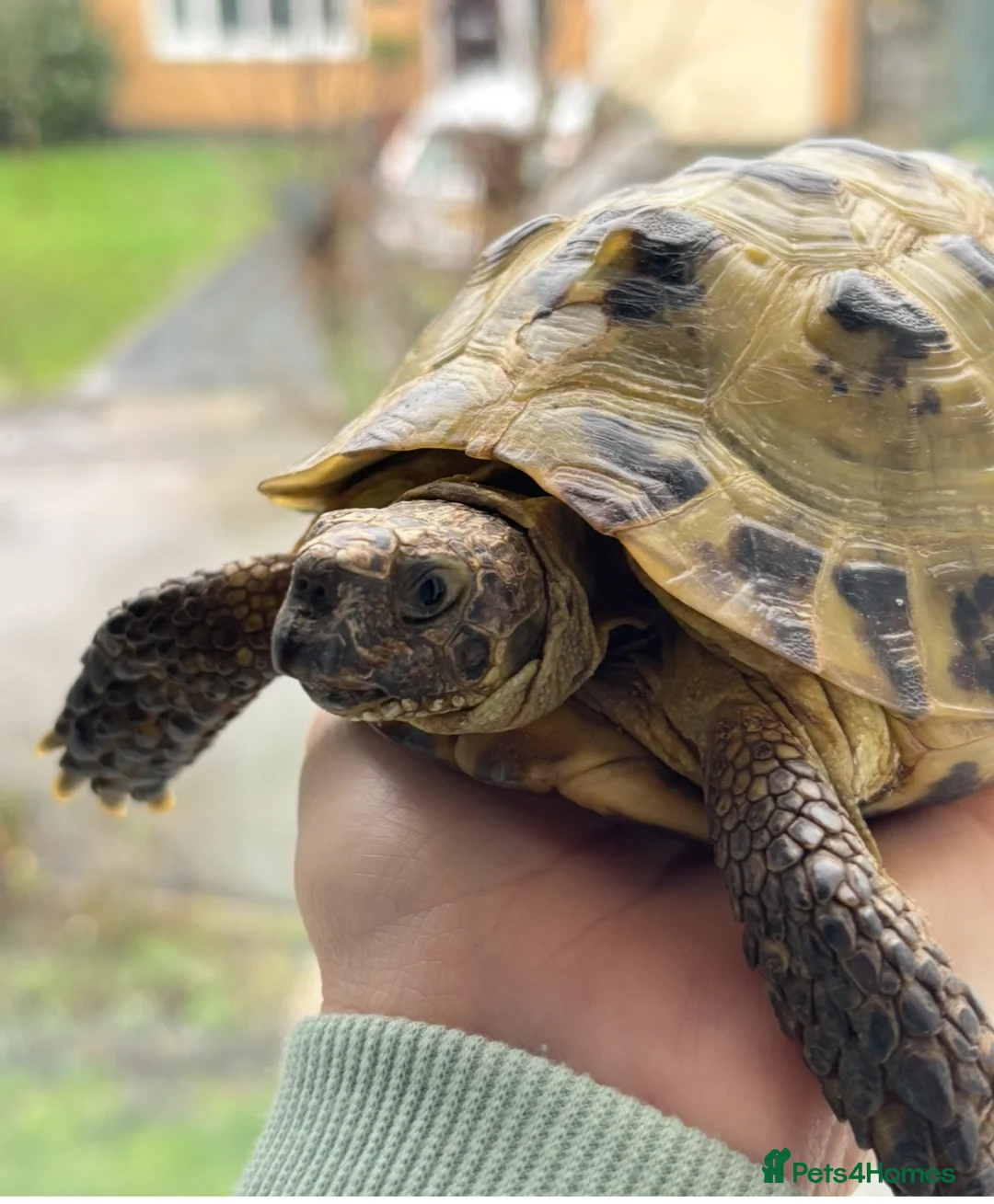 Tortoise reptiles for sale: Horsfield tortoise. Male.  in Huntingdon - Advert 2