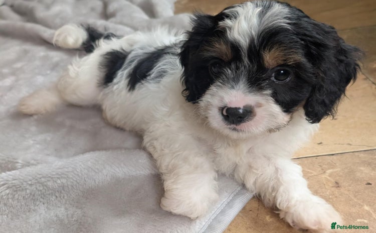 Cavapoo dogs - Advert 2