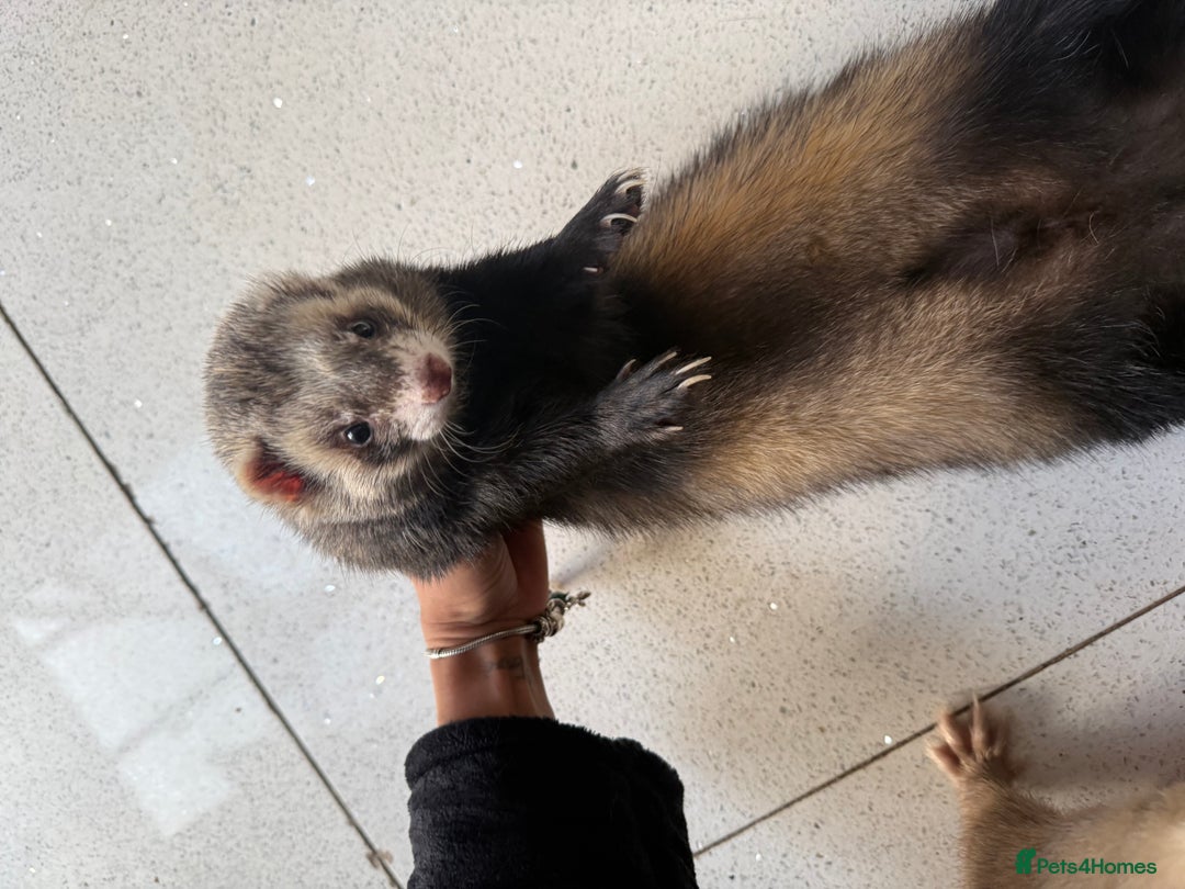 Angora rabbits for sale: 2 Male  - Advert 3