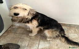 Mixed Breed dogs for adoption: YUKY - a superb little girl, for a Loving Home - Image 3