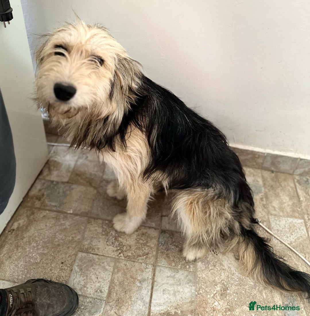 Mixed Breed dogs for adoption: YUKY - a superb little girl, for a Loving Home - Image 3