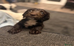 Sproodle dogs for sale: Beautiful Sproodle pups for sale  - Image 6