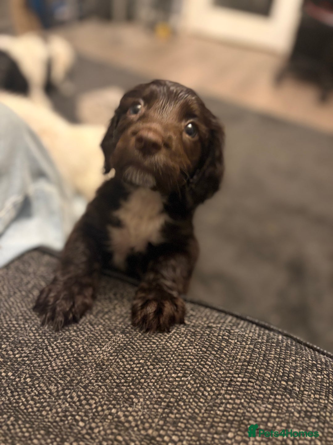 Sproodle dogs for sale: Beautiful Sproodle pups for sale  - Image 6