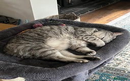 British Shorthair cats for sale: Meet Misty - Image 5