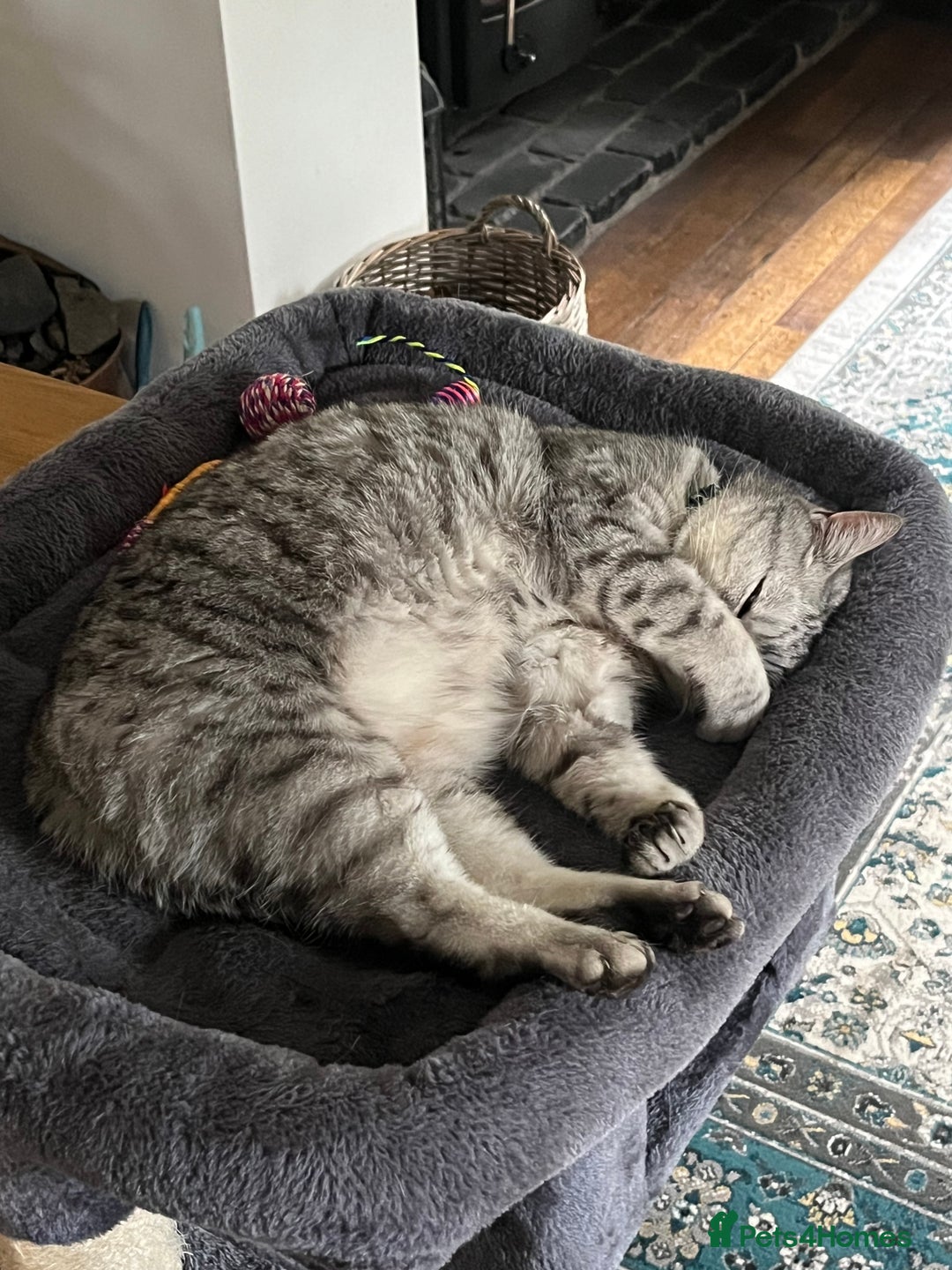 British Shorthair cats for sale: Meet Misty - Image 5