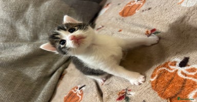 British Shorthair cats 5 beautiful kittens available from 18th December  - Advert 8