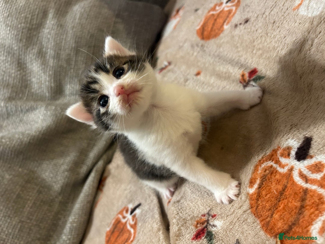 British Shorthair cats for sale: 5 beautiful kittens available from 18th December  - Advert 2
