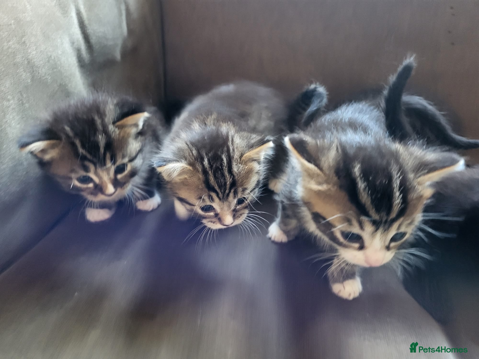 Mixed Breed cats Five adorable and playful kittens - Advert 3