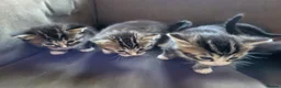 Mixed Breed cats for sale: Five adorable and playful kittens - Advert 1