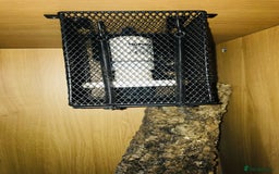 Python Snake reptiles for sale: Morelia bredli python male  - Image 10