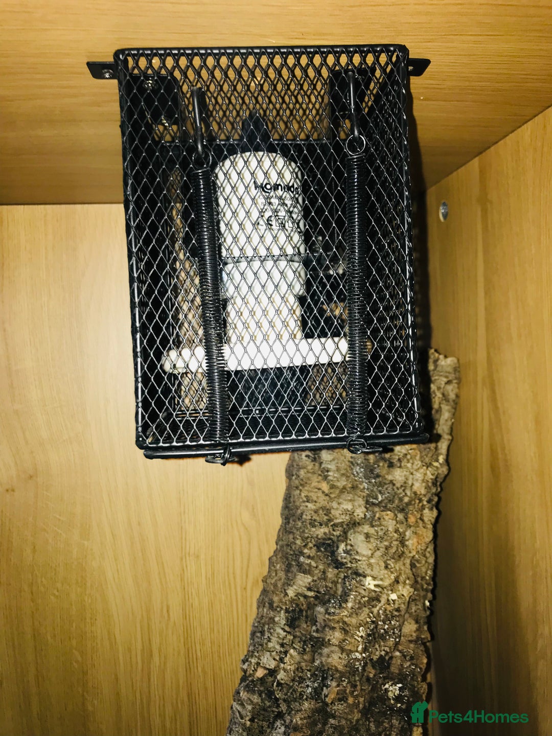 Python Snake reptiles for sale: Morelia bredli python male  - Image 10