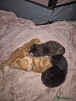 British Shorthair cats - Advert 7