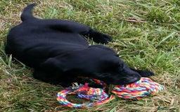 Labrador Retriever dogs for sale: Gorgeous Labrador puppies for sale  - Image 3