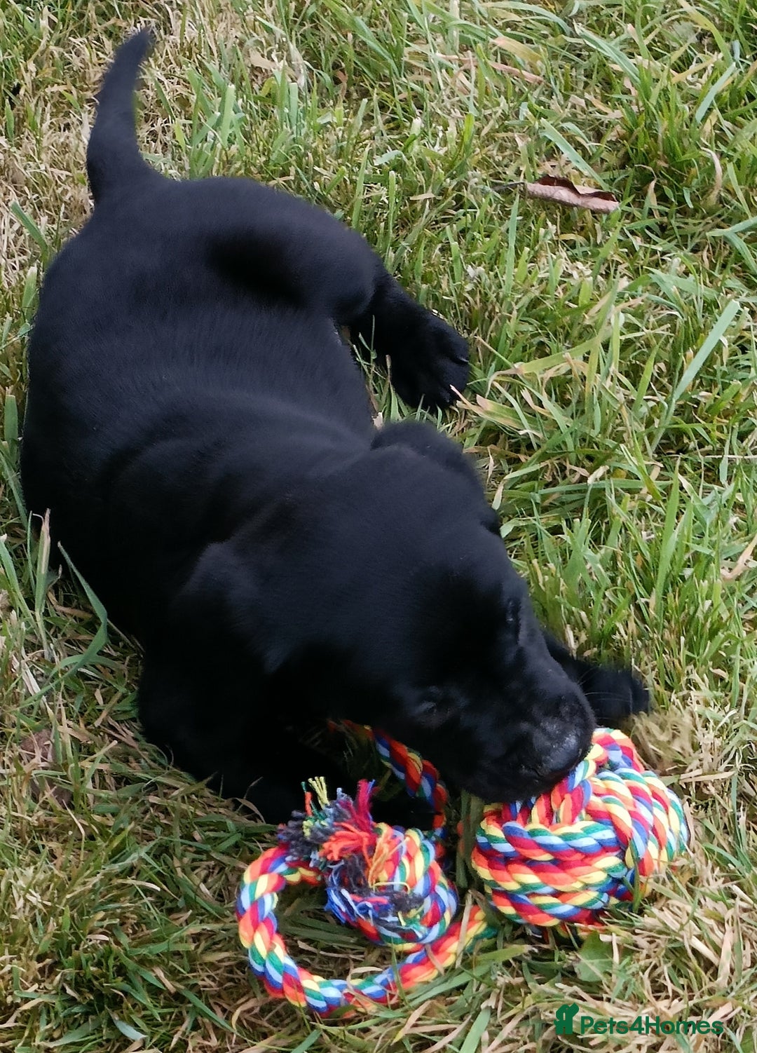 Labrador Retriever dogs for sale: Gorgeous Labrador puppies for sale  - Image 3
