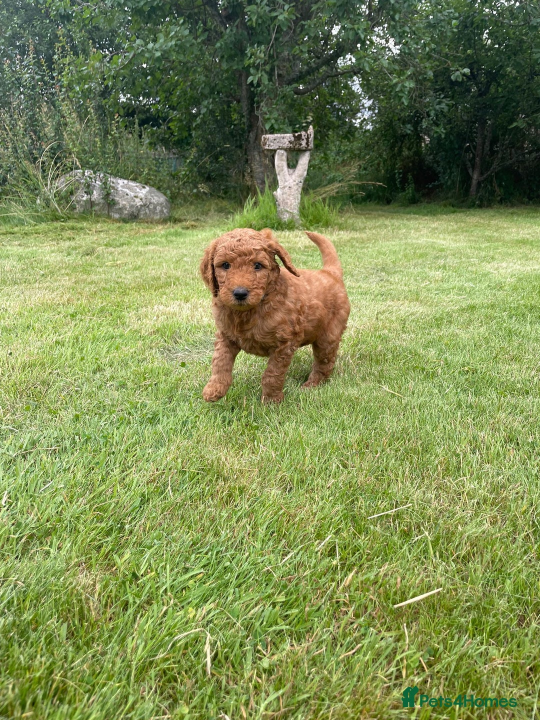 Australian Labradoodle dogs for sale: Australian Labradoodle puppies  - Image 22
