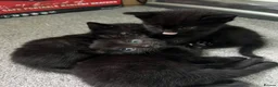 Mixed Breed cats for sale: 2 beautiful black male kittens in Swindon - Advert 2