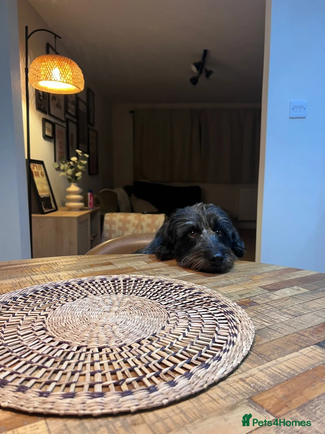 Mixed Breed dogs for sale: Calvin, 5 year old sweet boy looking for new home - Advert 13